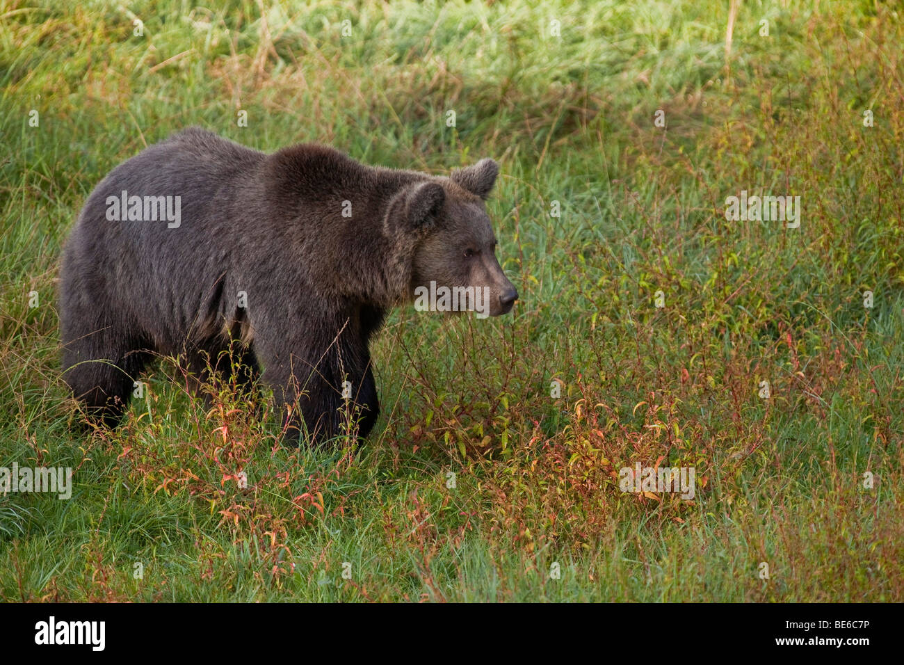 Brown Bear (Ursus arctos) Stock Photo