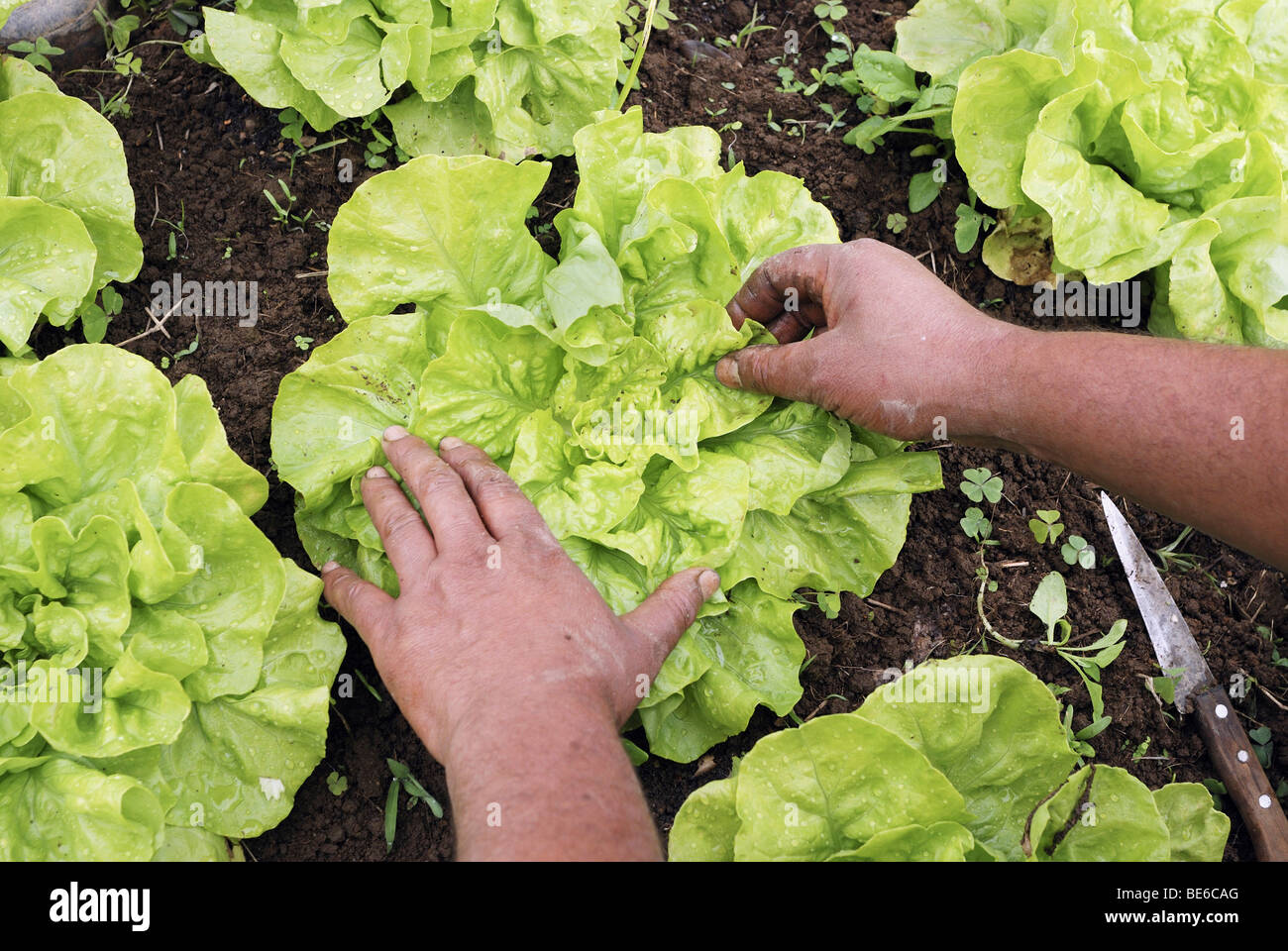 Harvest of lettuce, organic farming, Petropolis, Rio de Janeiro, Brazil, South America Stock Photo