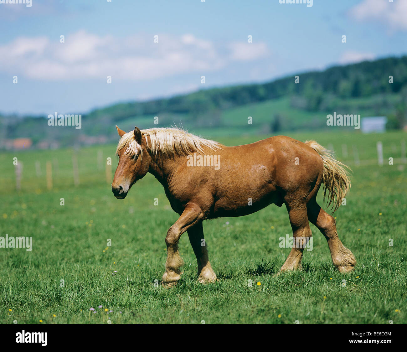 Comtois horse - walking on meadow Stock Photo