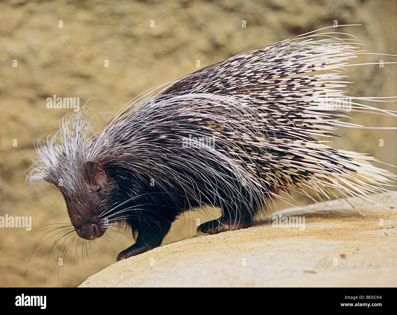 Crested porcupine (Hystrix cristata) on rock Stock Photo