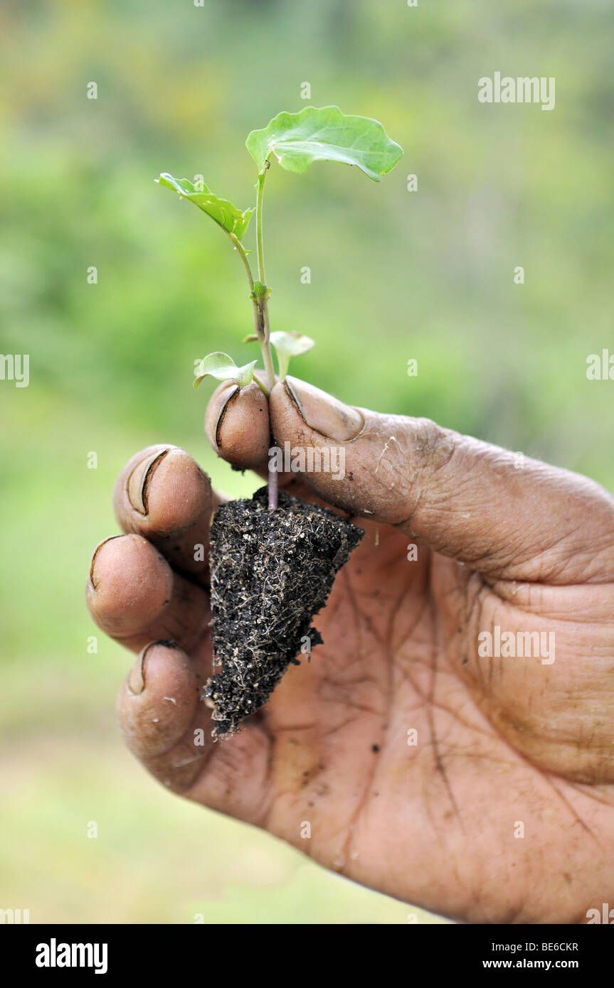 Broccoli shoot in the hands of a farmer, organic farming, Petropolis, Rio de Janeiro, Brazil, South America Stock Photo