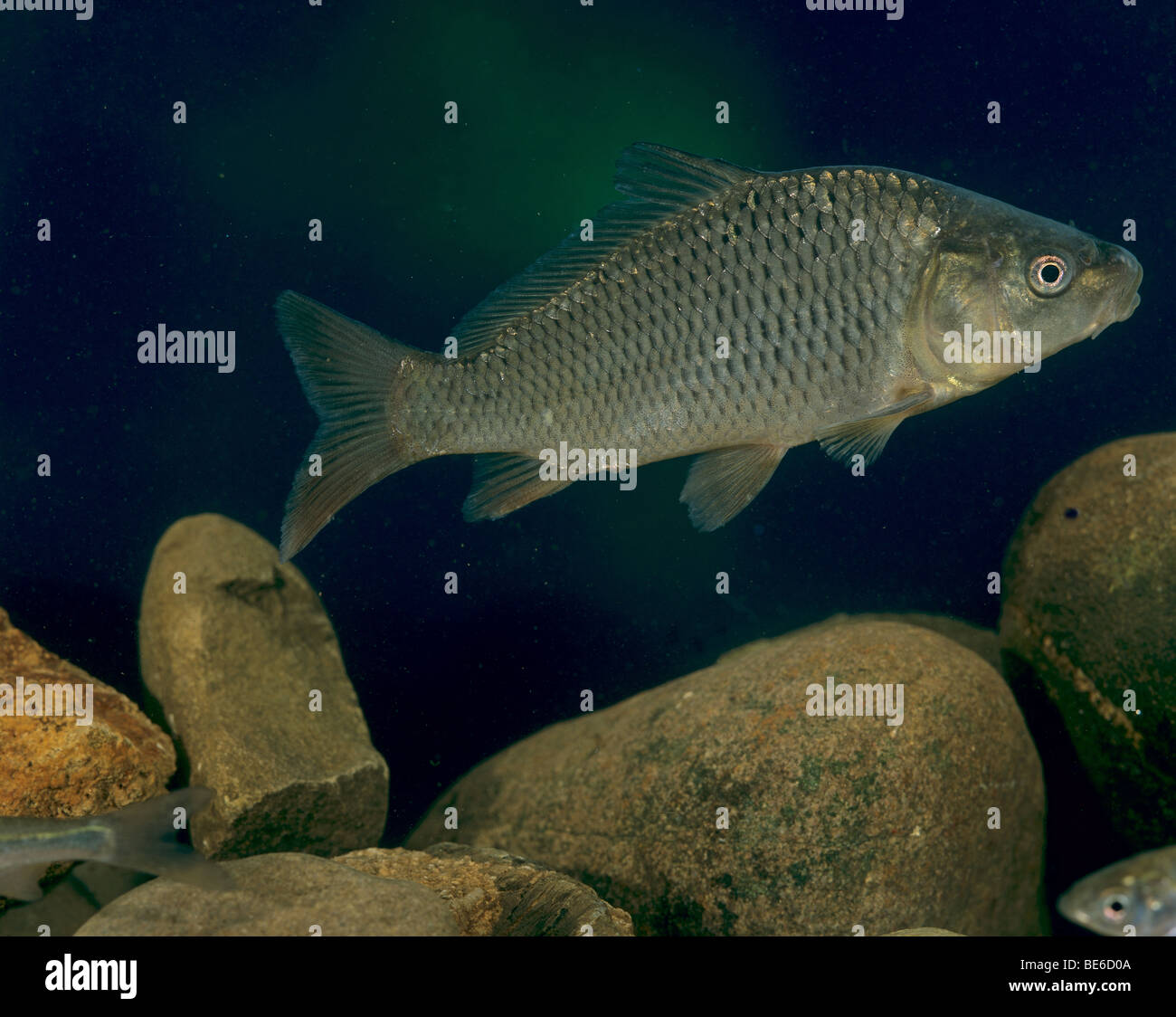 Common carp / Cyprinus carpio Stock Photo