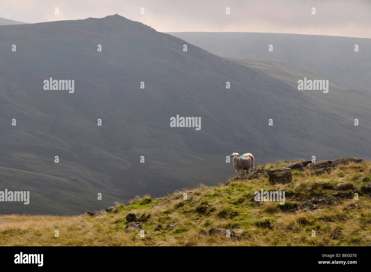 Sheep near Stainton Pike, Ulpha fells, Lake District, England Stock Photo