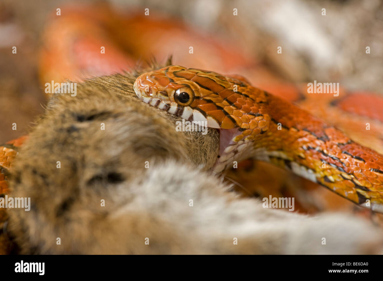 Corn Snake (Elaphe guttata guttata) Eating Mouse - Captive - USA Stock ... - What Do Captive Snakes Eat