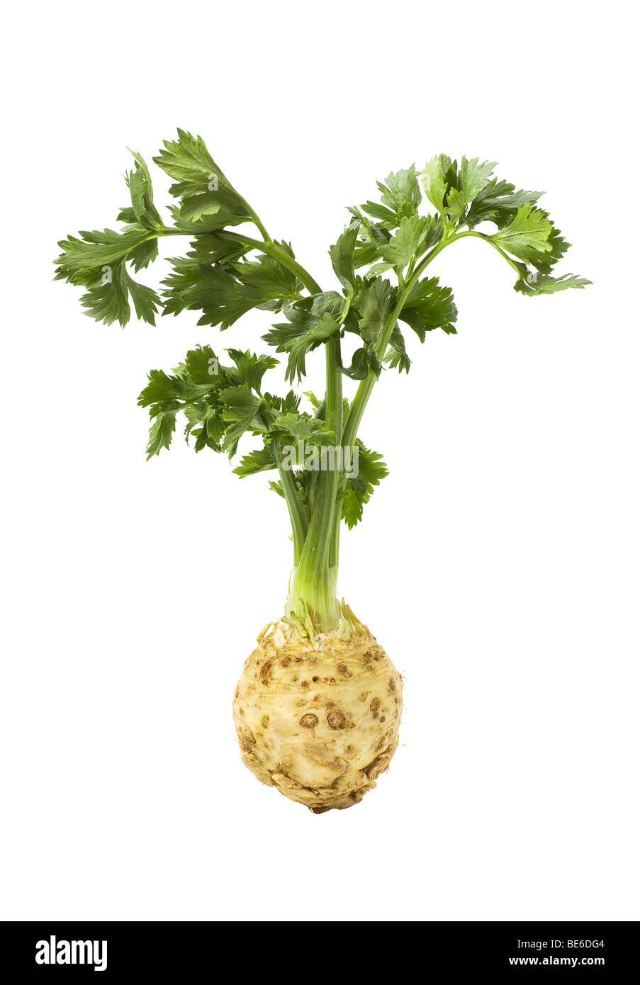 Root of celery with leaves isolated on pure white Stock Photo