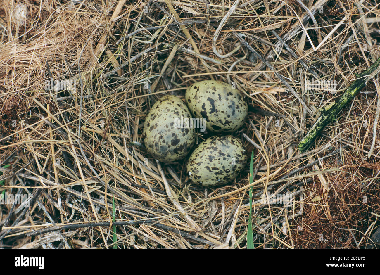 Black-Headed Gull - nest with three eggs / Larus ridibundus Stock Photo
