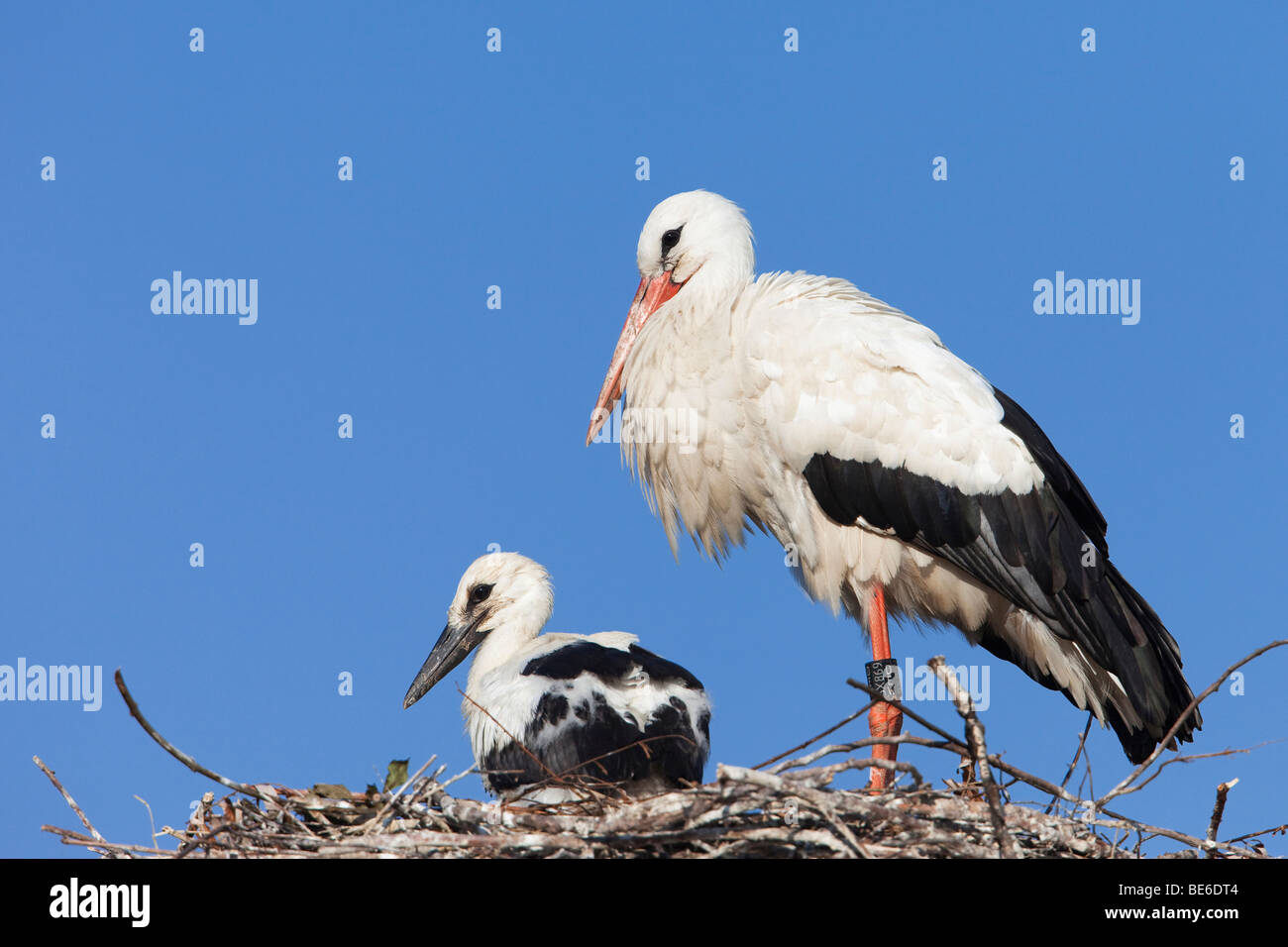 European White Stork (Ciconia ciconia). Adult with chick on nest. Stock Photo
