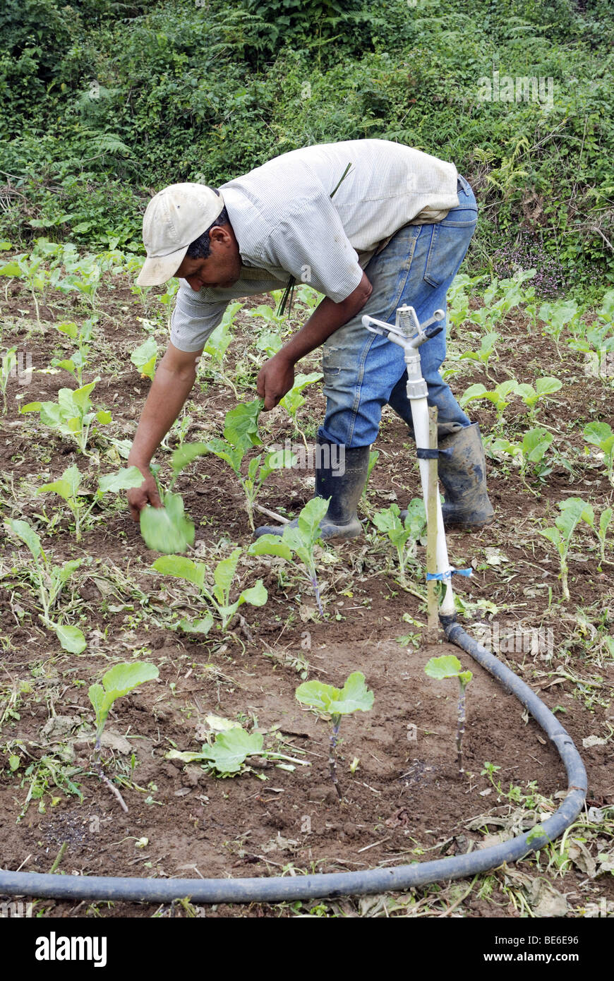 Farmer harvesting cabbage, organic farming, Petropolis, Rio de Janeiro, Brazil, South America Stock Photo