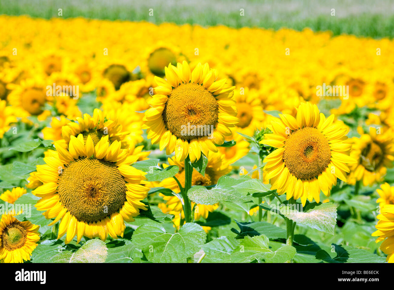 Sunflower field, Aquitaine, France Stock Photo Alamy