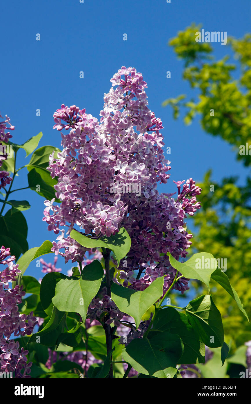 Flowering Common Lilac (Syringa vulgaris) Stock Photo