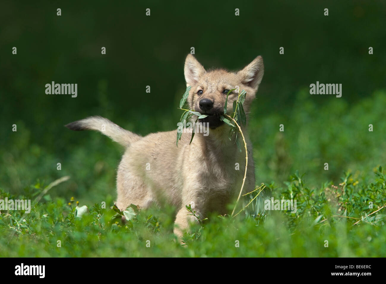 European Grey Wolf (Canis lupus). Pup playing with a twig. Stock Photo