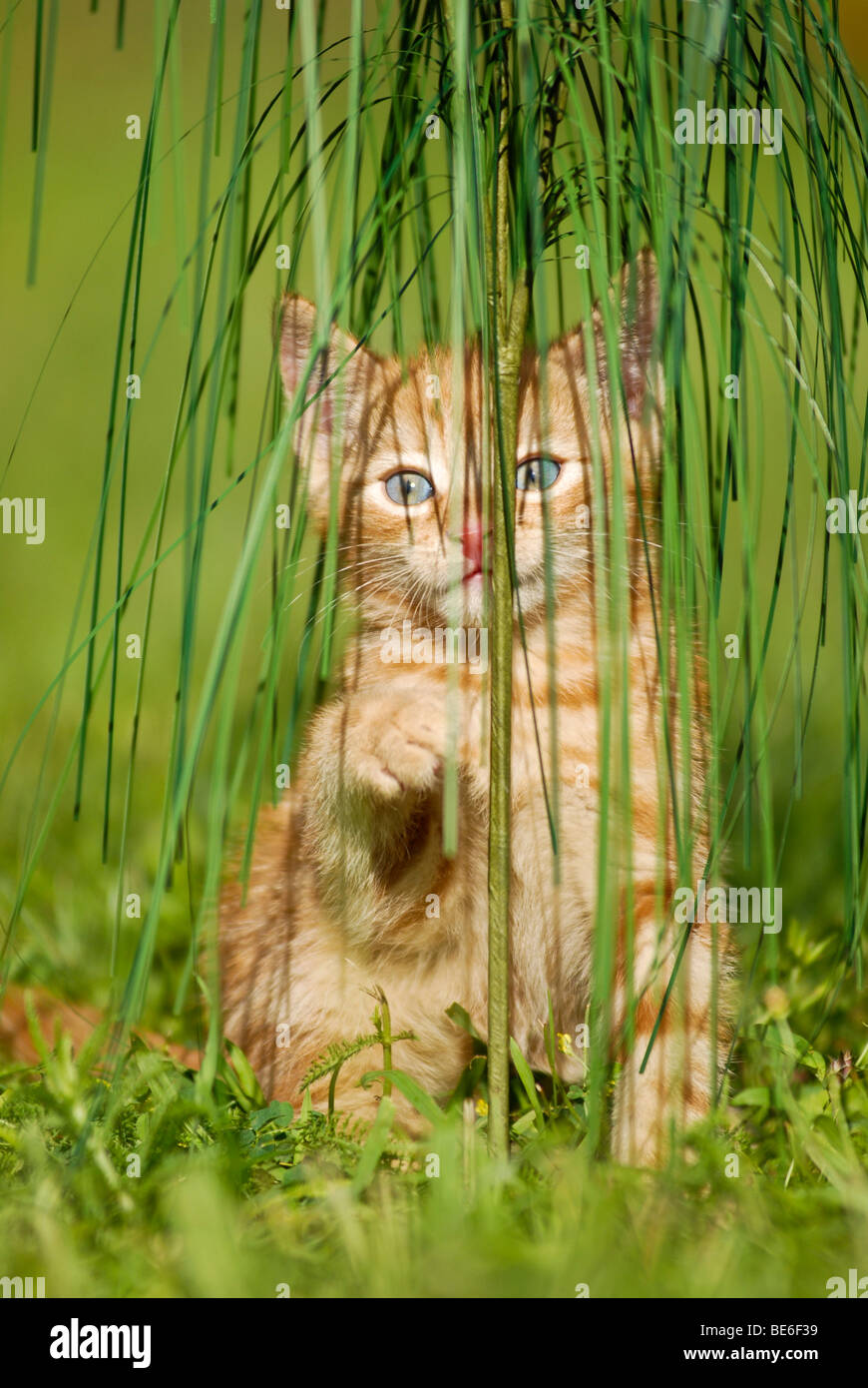 Domestic cat, kitten playing with ornamental grass Stock Photo