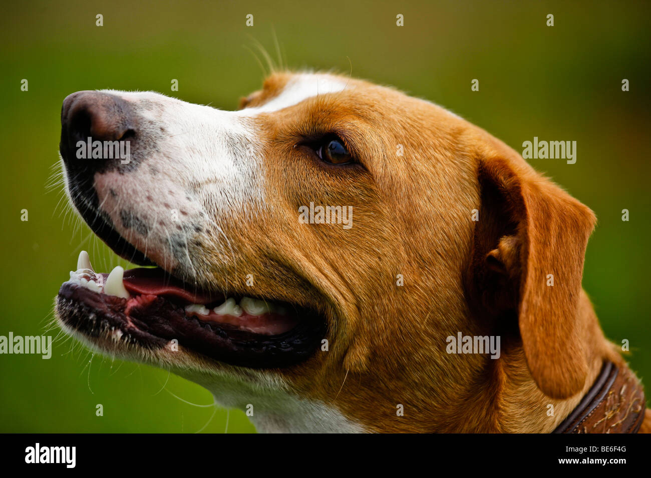 Portrait of a mongrel dog Stock Photo