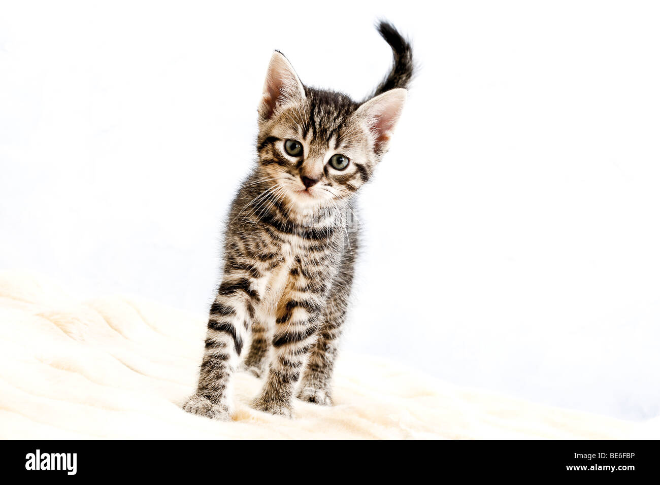 5 weeks old kitten