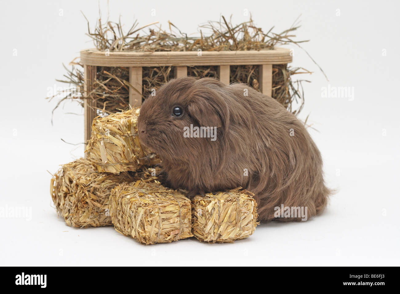 Sheltie guinea pig standing in front of a wooden rack, front on miniature bales of straw Stock Photo - Alamy