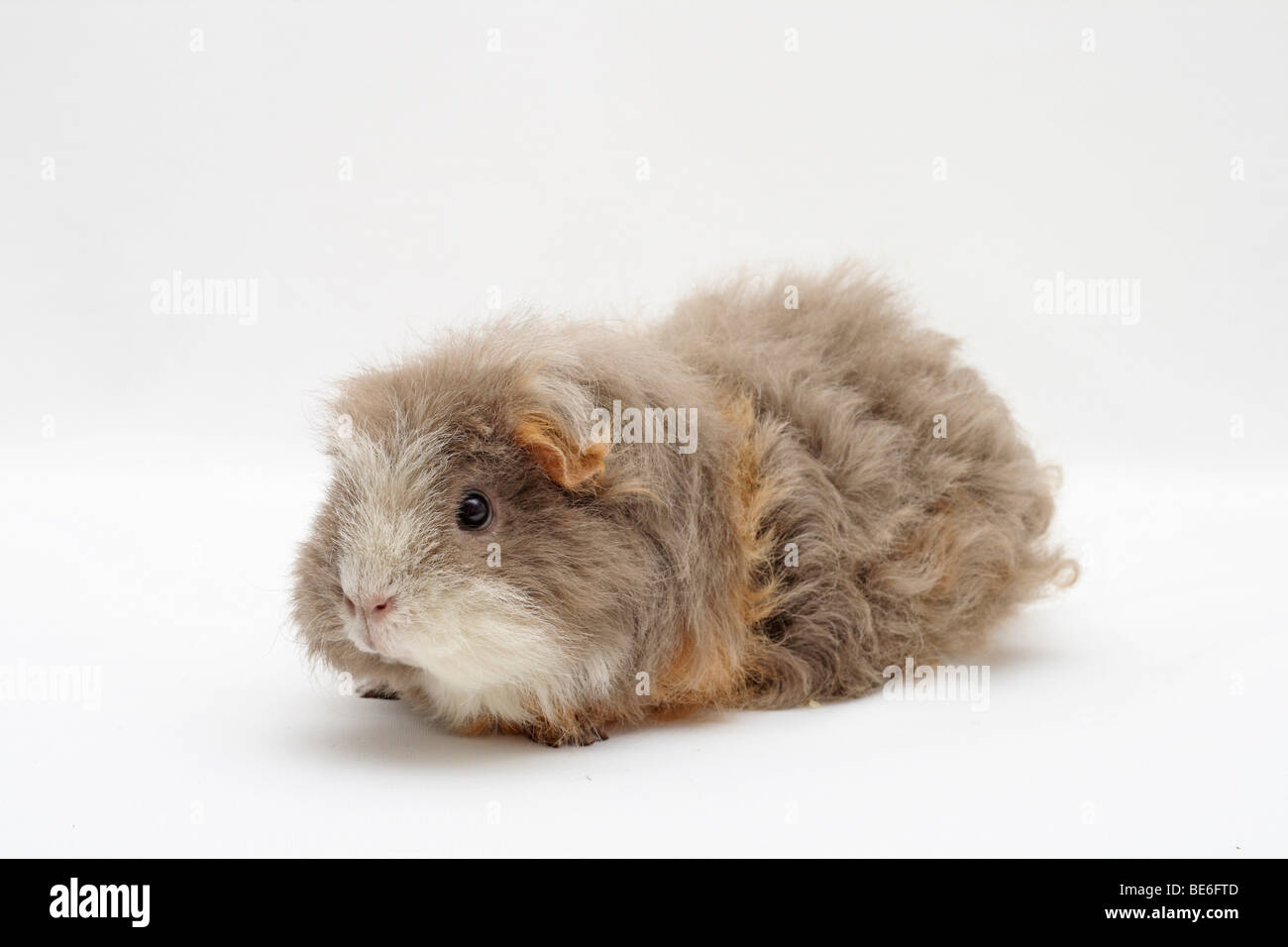 merino guinea pig