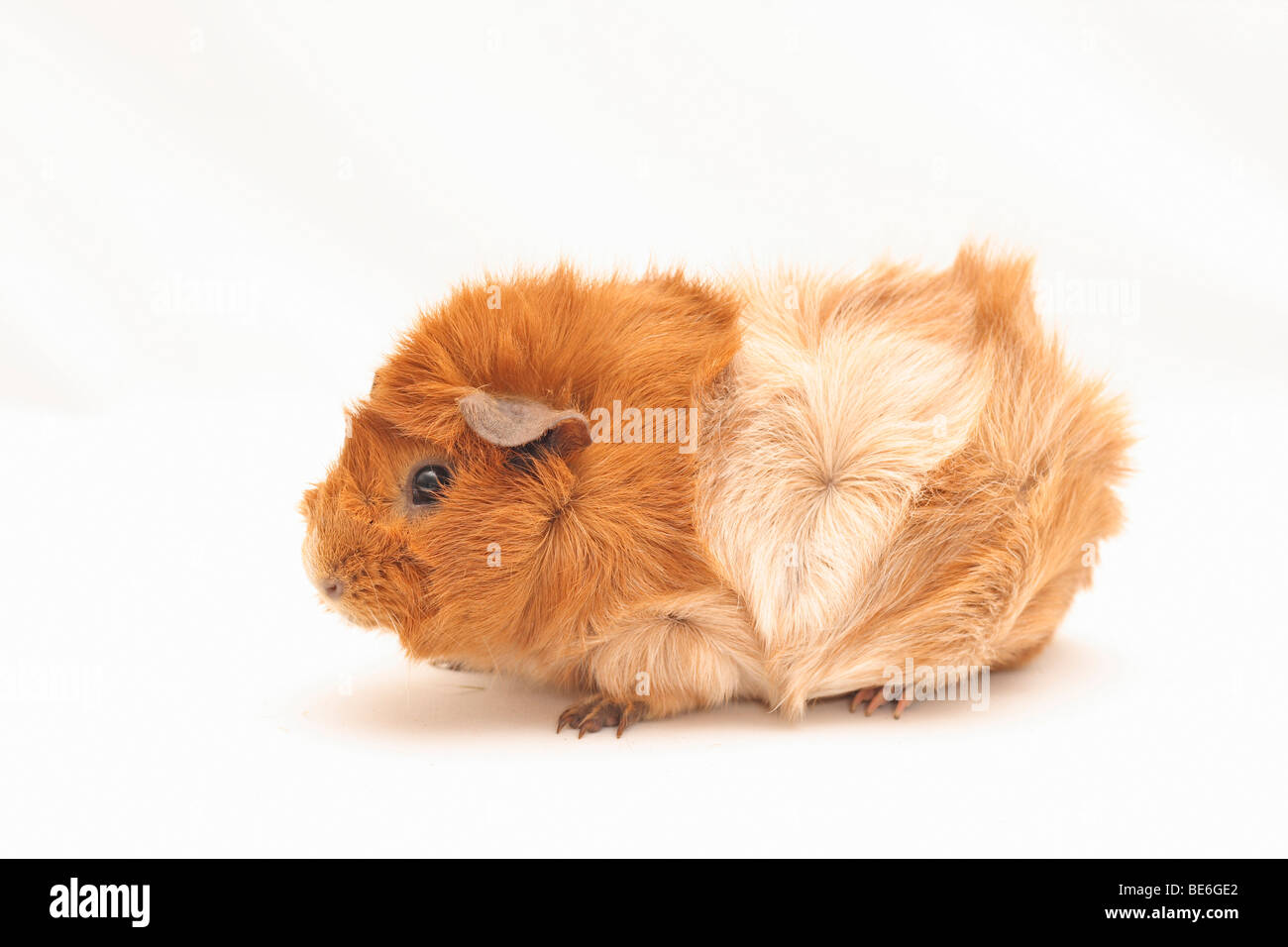 Abyssinian guinea pig, standing sideways Stock Photo