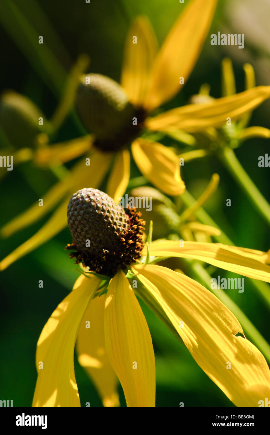 Prairie Coneflower flowers (Ratibida pinnata) Stock Photo