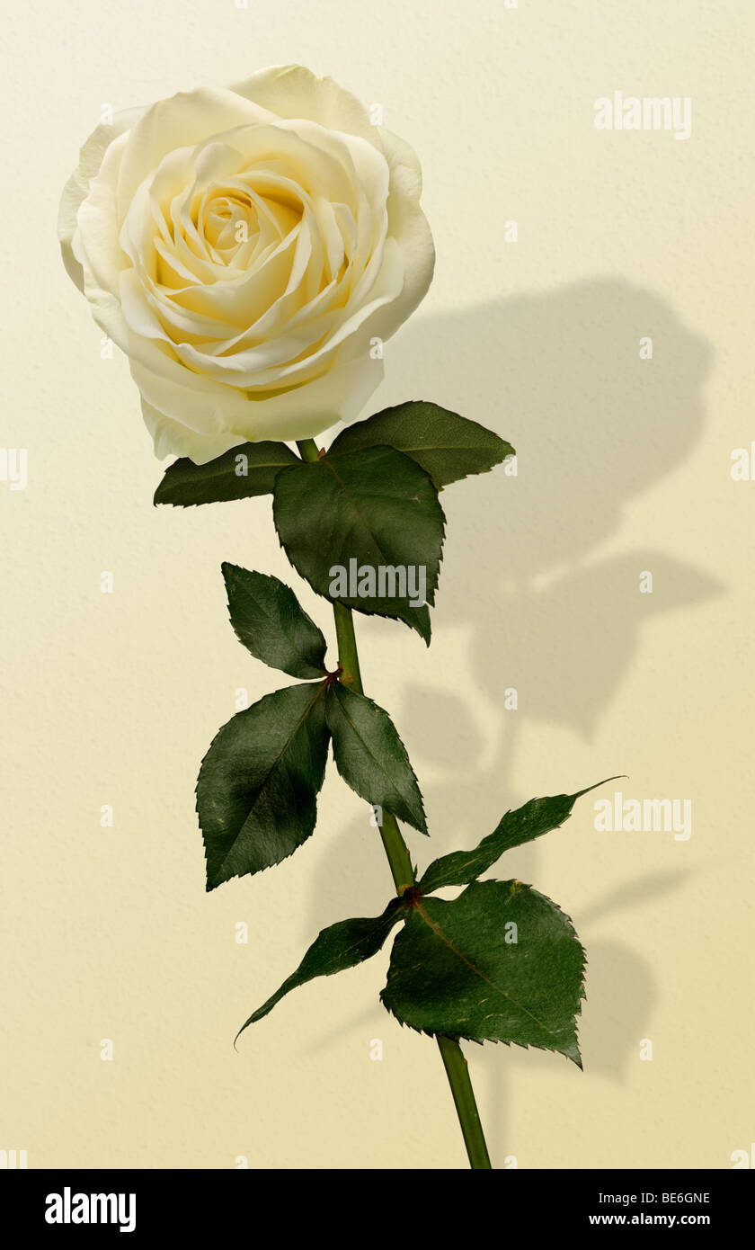 white rose flower and foliage and shadow Stock Photo