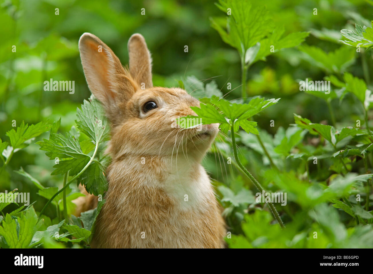 Domestic Rabbit (Oryctolagus cuniculus domesticus) sniffing at a leaf