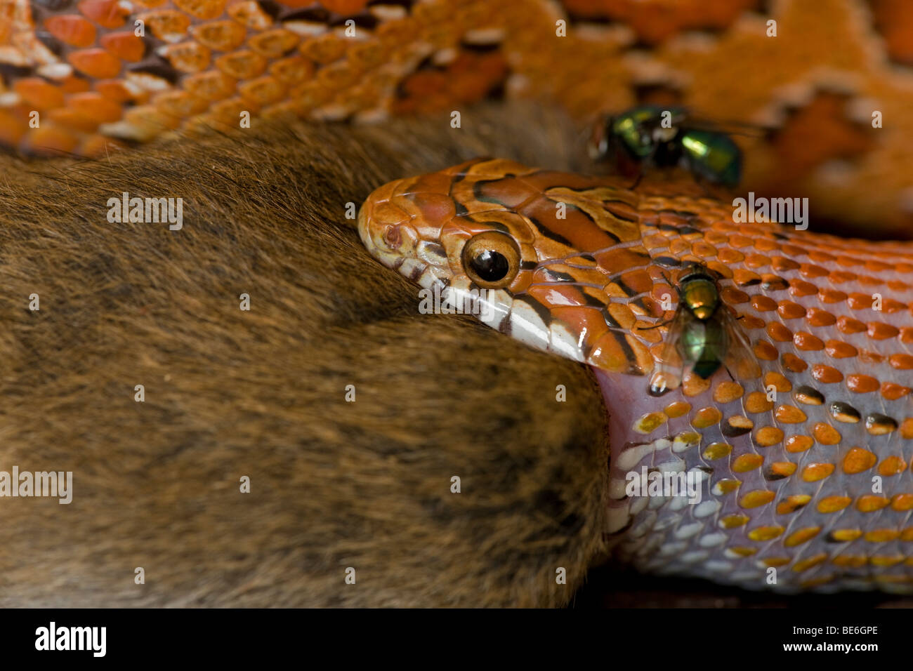 Corn Snake (Elaphe guttata guttata) Eating Mouse Captive USA Stock