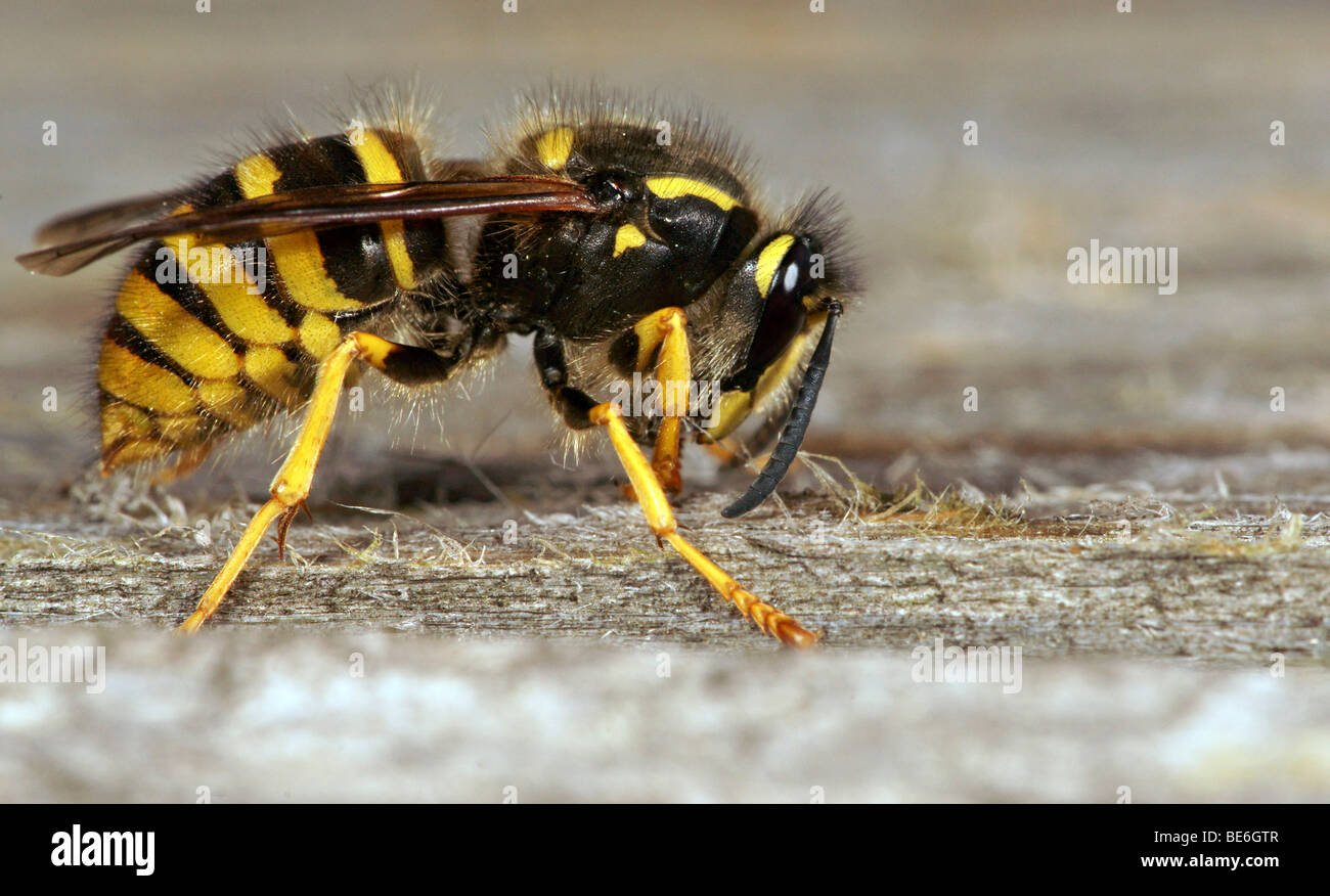 German wasp or yellow jacket wasp (Vespula germanica) Stock Photo