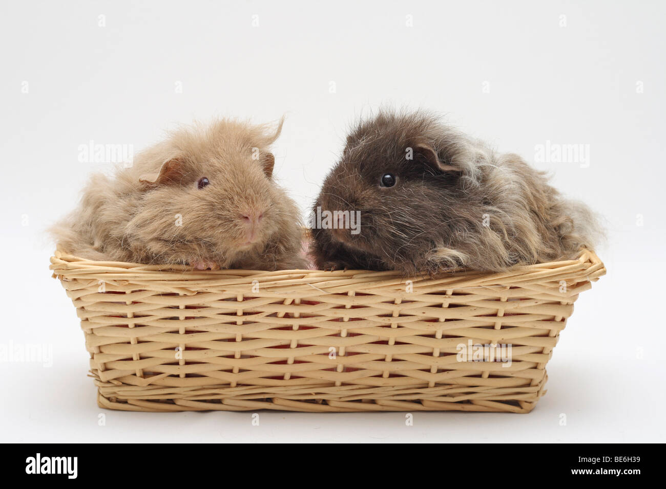 2 Texel guinea pigs, 4 months old, sitting next to each other in a