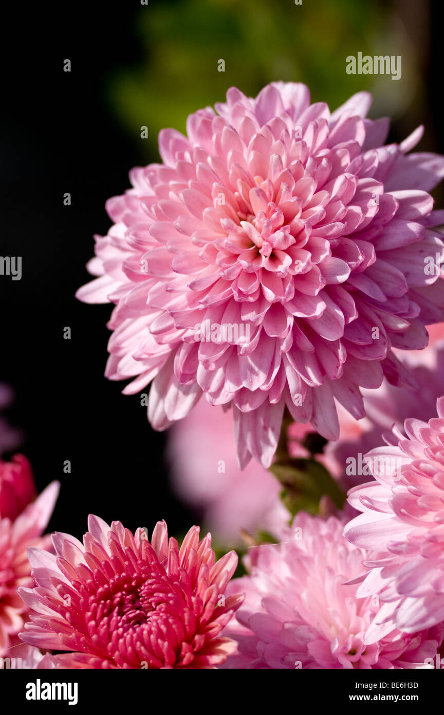 Chrysanthemums hi-res stock photography and images - Alamy