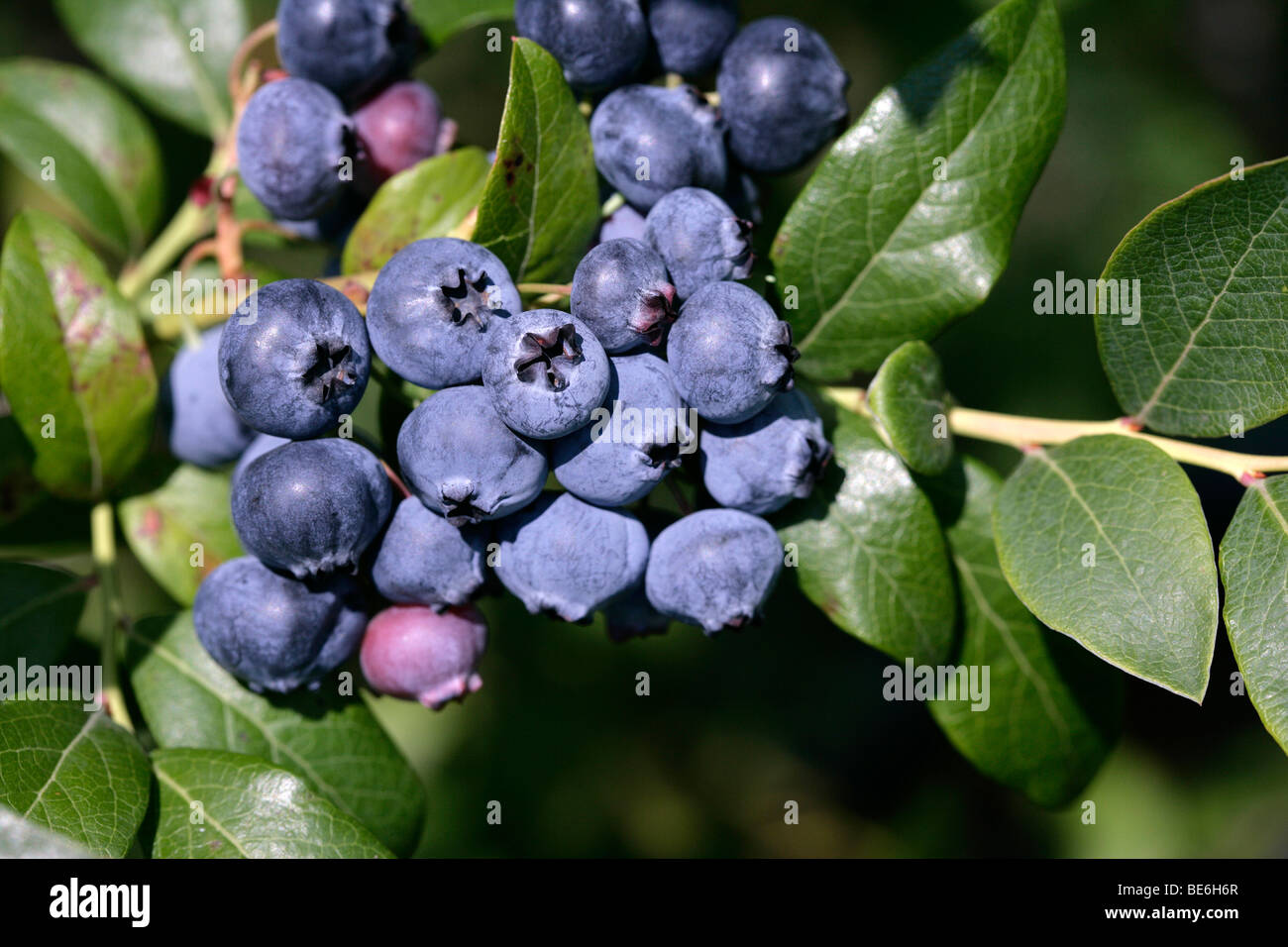 Bilberries (Vaccinium myrtillus) on the bush Stock Photo