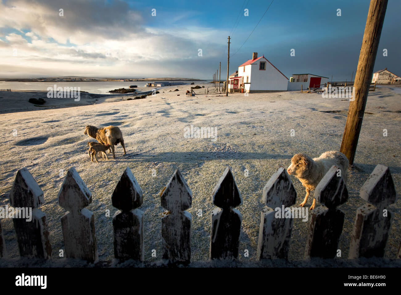Falkland islands fox hires stock photography and images Alamy