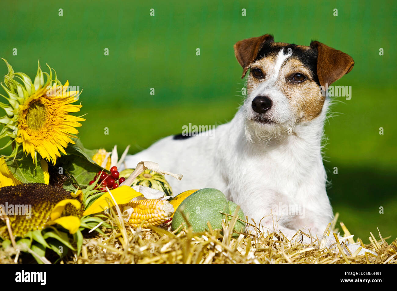 Parson Russell Terrier lying on straw Stock Photo