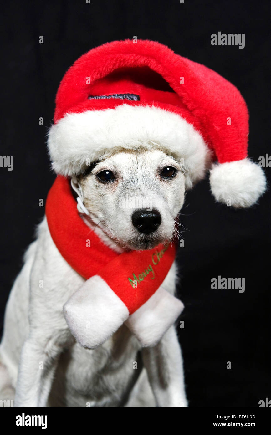 Parson Russell Terrier dressed as an elf Stock Photo