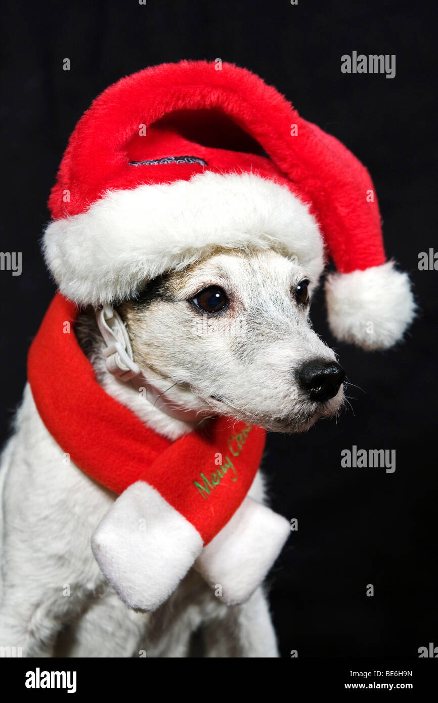 Parson Russell Terrier dressed as an elf Stock Photo