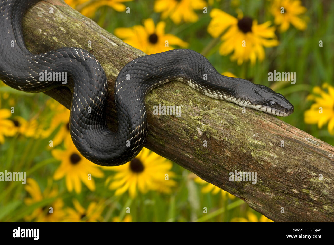 Eastern Ratsnake (Elathe alleganiensis) also known as Black Ratsnake (Elathe obsoleta) - New York - USA Stock Photo