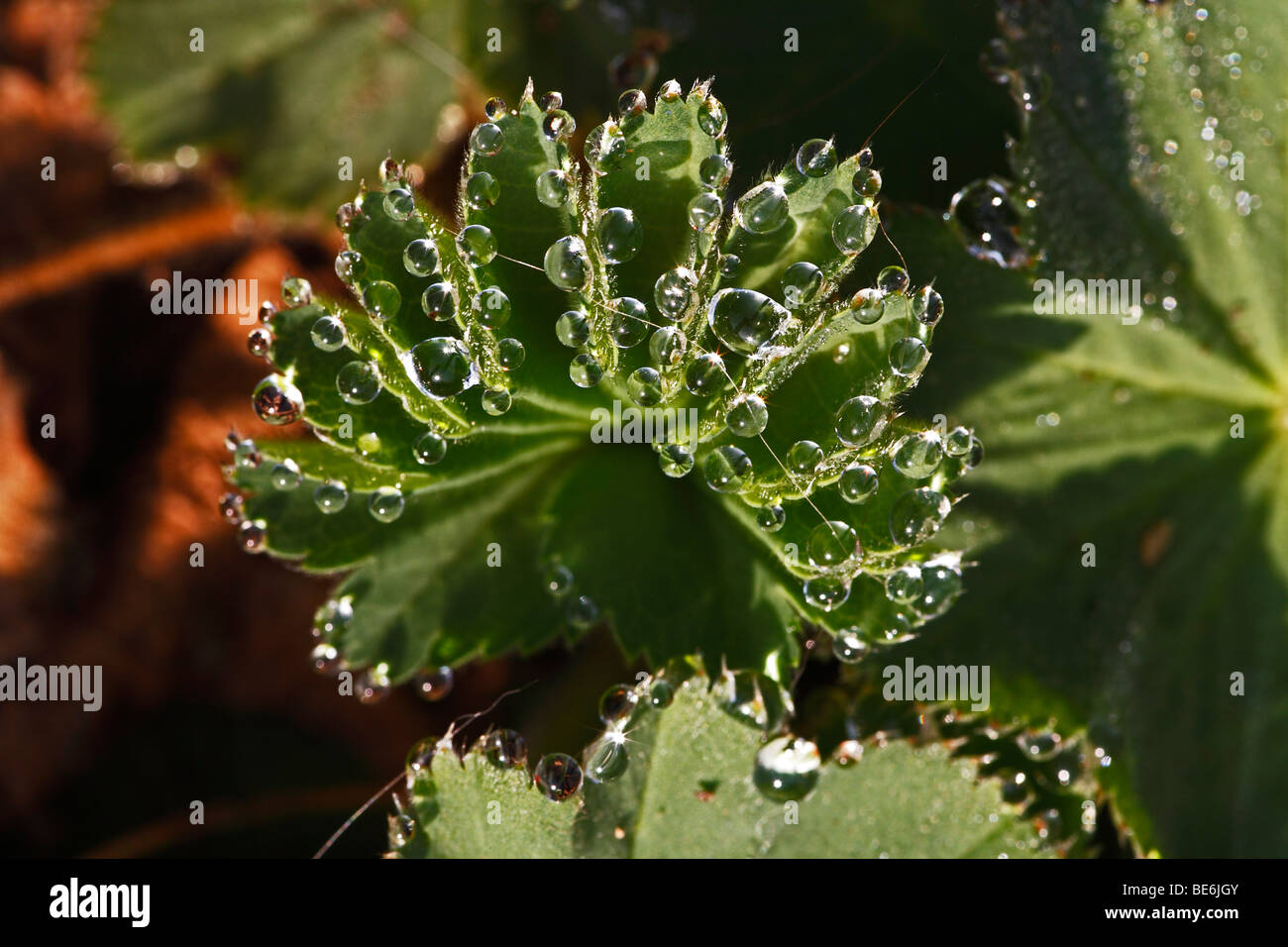 Lady's mantle (Alchemilla vulgaris), dew drop Stock Photo