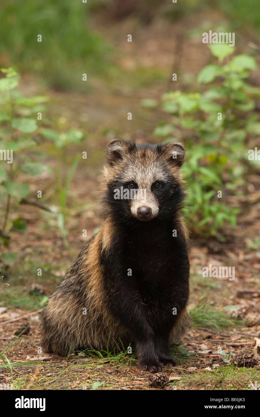 racoon dog stock photos racoon dog stock images alamy