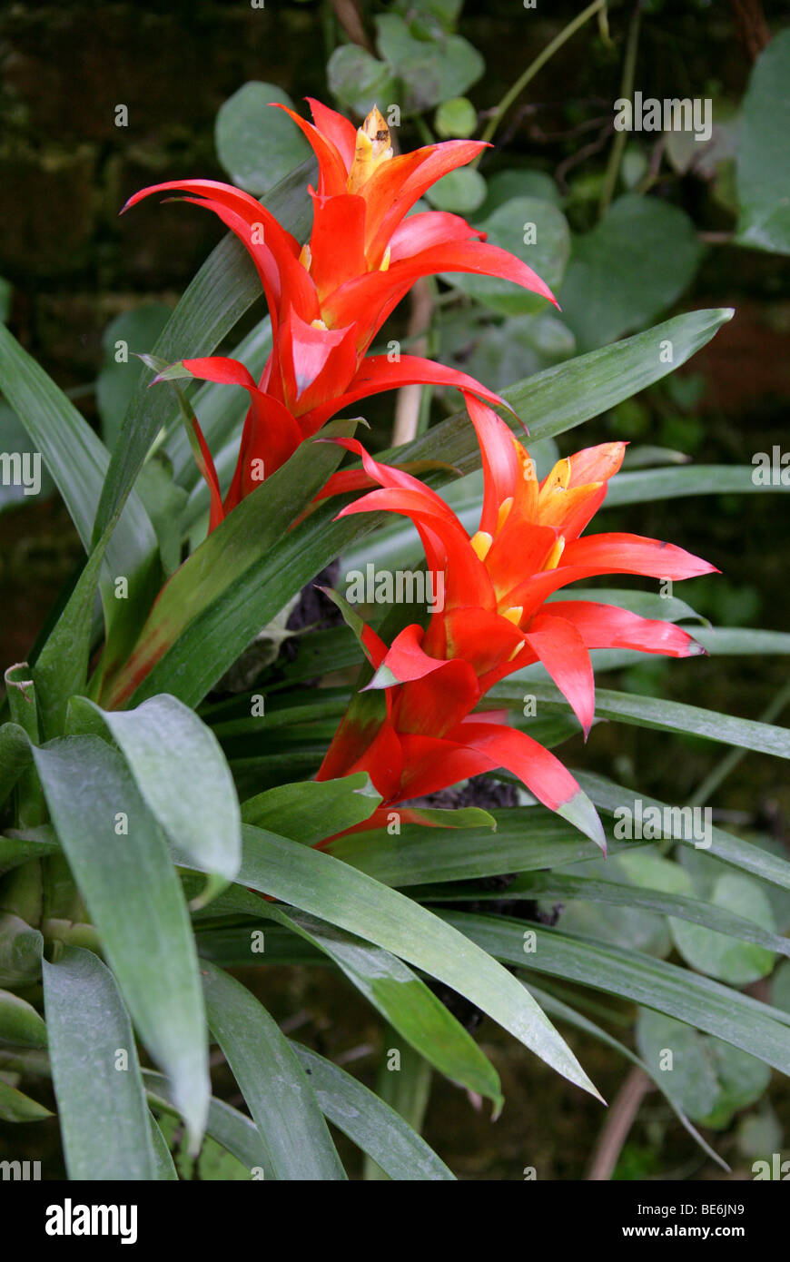 Bromeliad, Guzmania 'Orangeade', Bromeliaceae, Arizona, California, Florida, Hawaii, USA North America Stock Photo