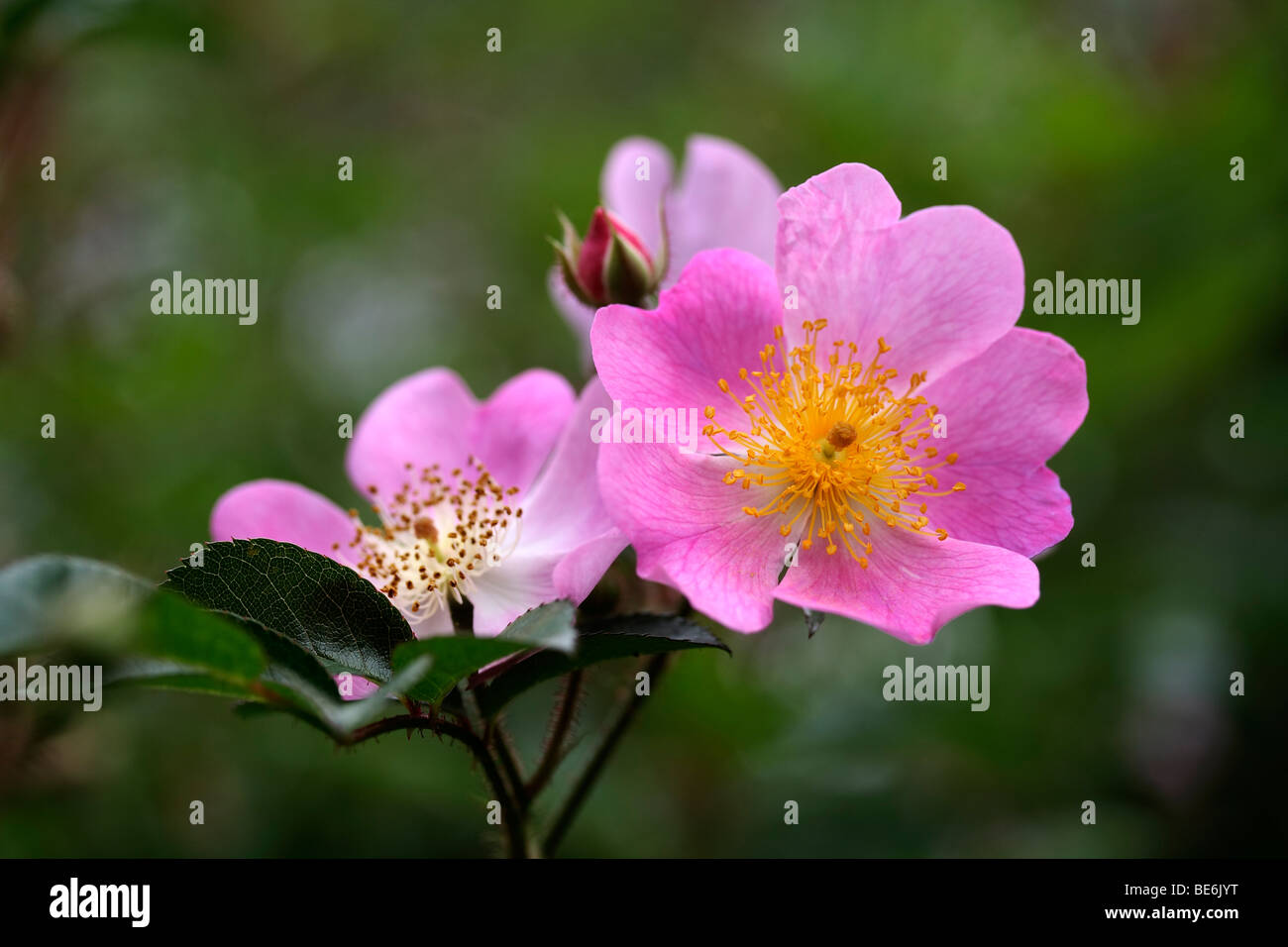 Buds and flowers of a Hedgerose (Rosa corymbifera Stock Photo Alamy