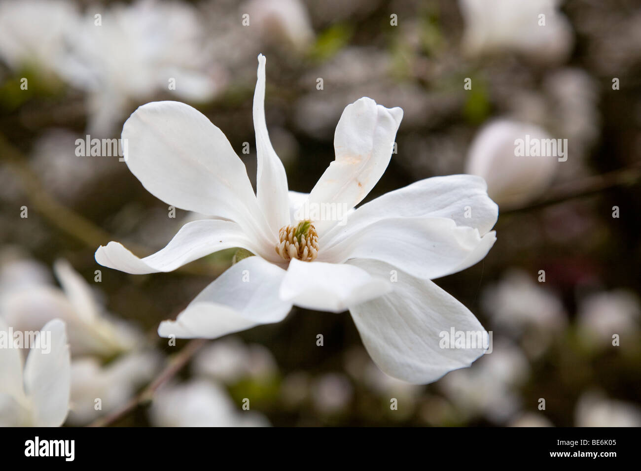 trebah garden; cornwall; magnolia Stock Photo