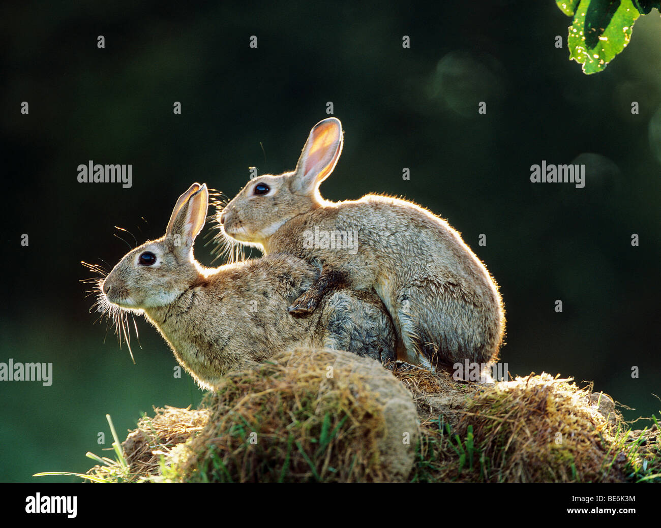 Rabbit Mating Memes
