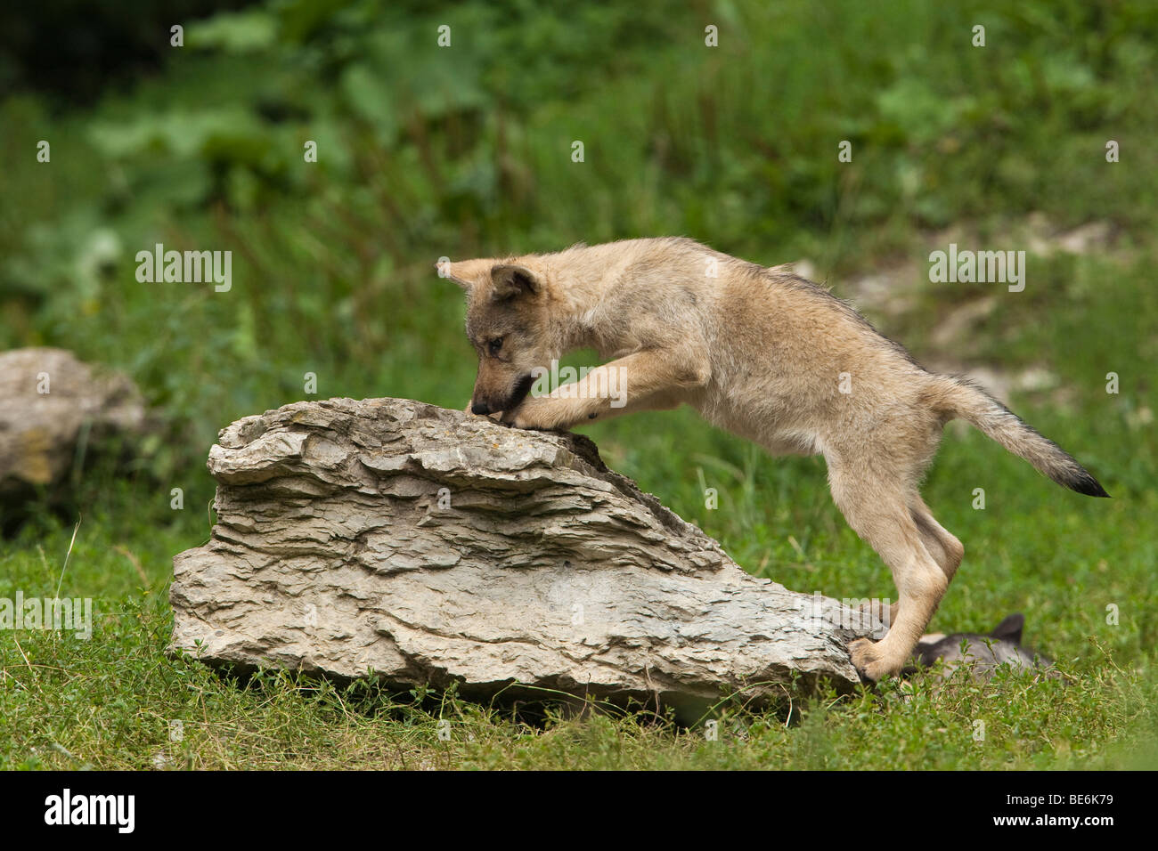 European Grey Wolf (Canis lupus). Pup exploring a rock. Stock Photo