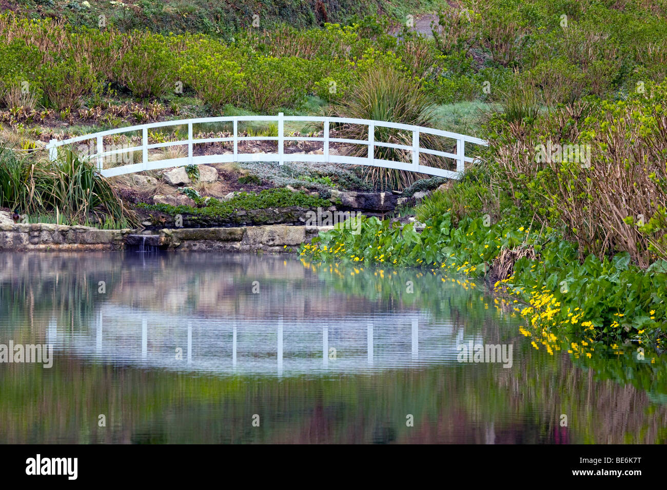 trebah garden; cornwall; bridge over pond; hydrangeas Stock Photo