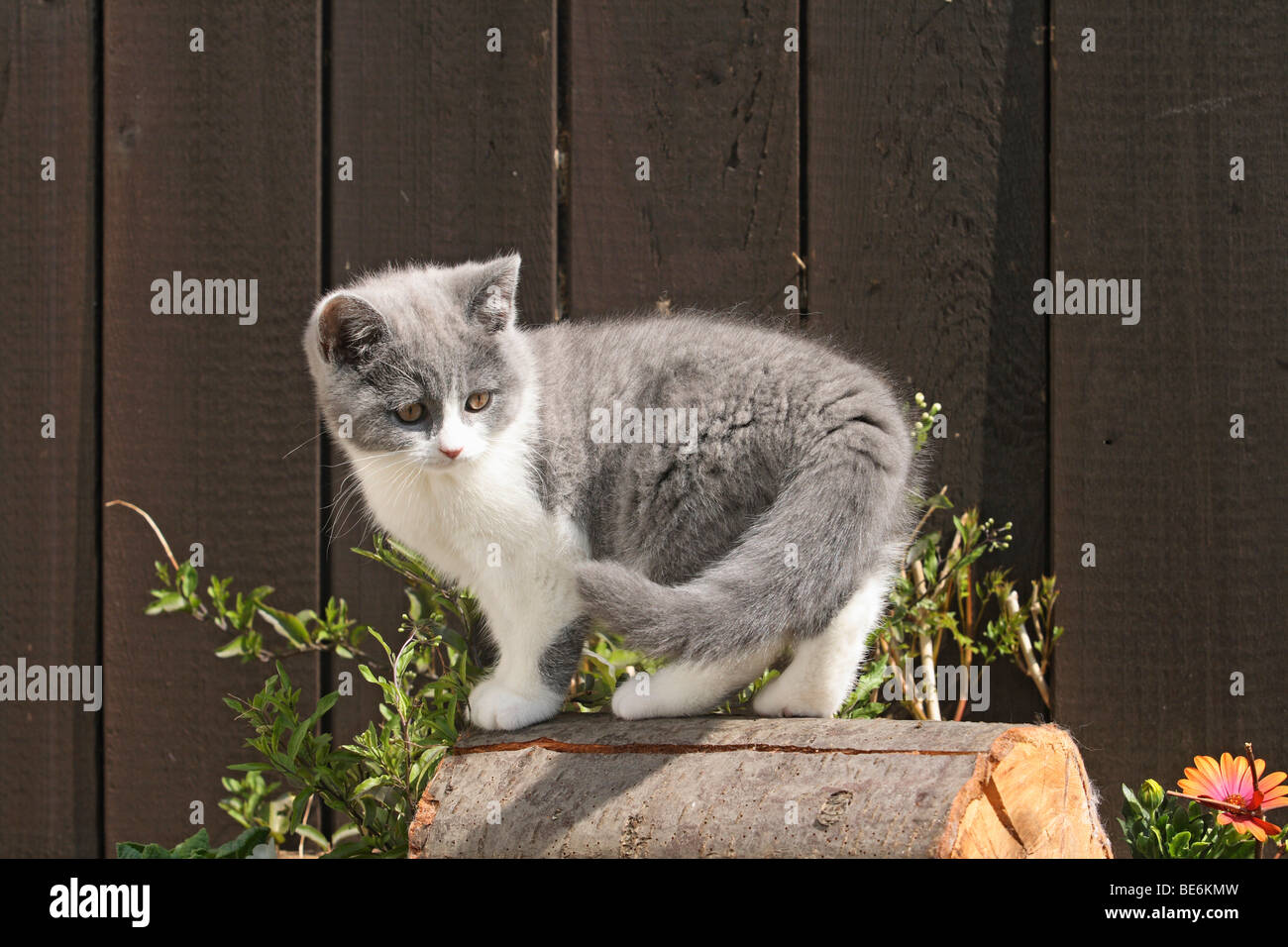 Kitten 10 Weeks Old High Resolution Stock Photography And Images Alamy
