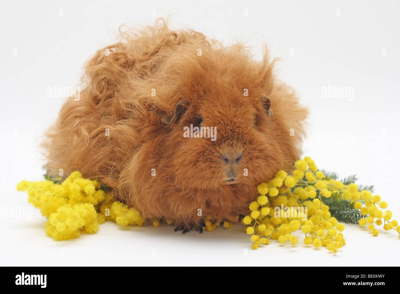 female-texel-guinea-pig-ginger-3-years-old-lying-between-mimosas