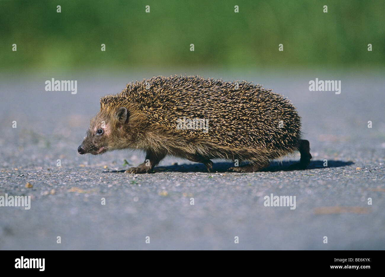 hedgehog crossing a road Stock Photo Alamy