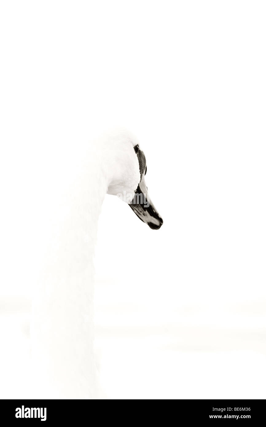 Mute swan portrait Stock Photo