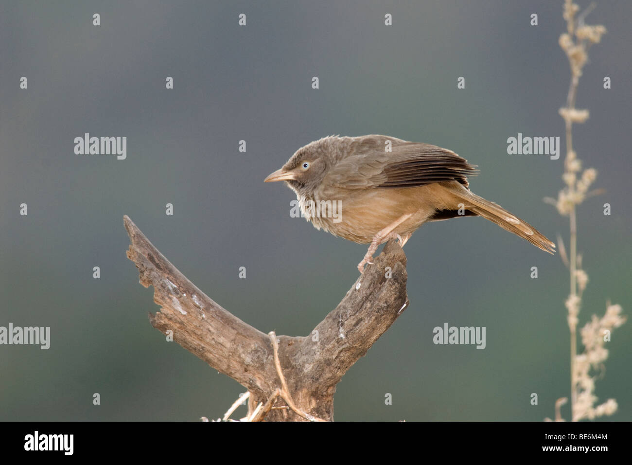 Jungle babbler perched on a V shaped trunk at the Sinhagad Valley , early winter morning Sinhagad Fort near Pune Stock Photo