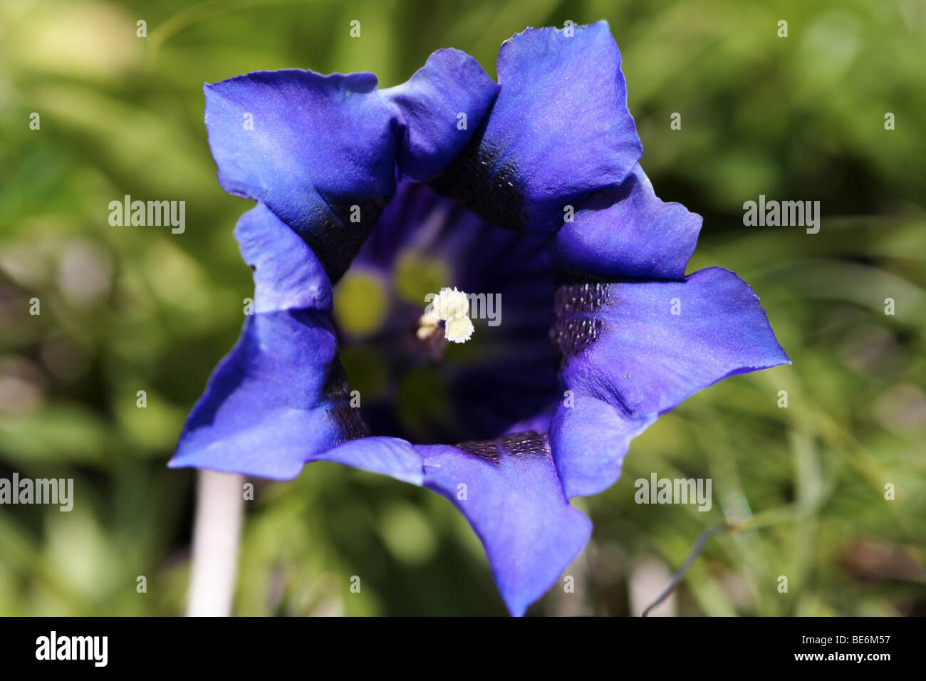 Trumpet gentian (Gentiana clusii) Stock Photo