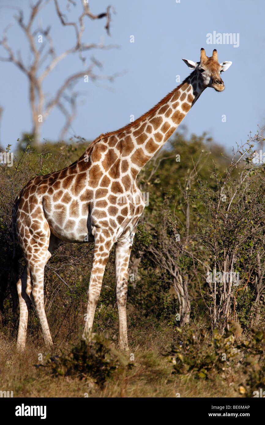 Giraffe (Giraffa camelopardlis) in the Savuti area of Botswana Stock Photo