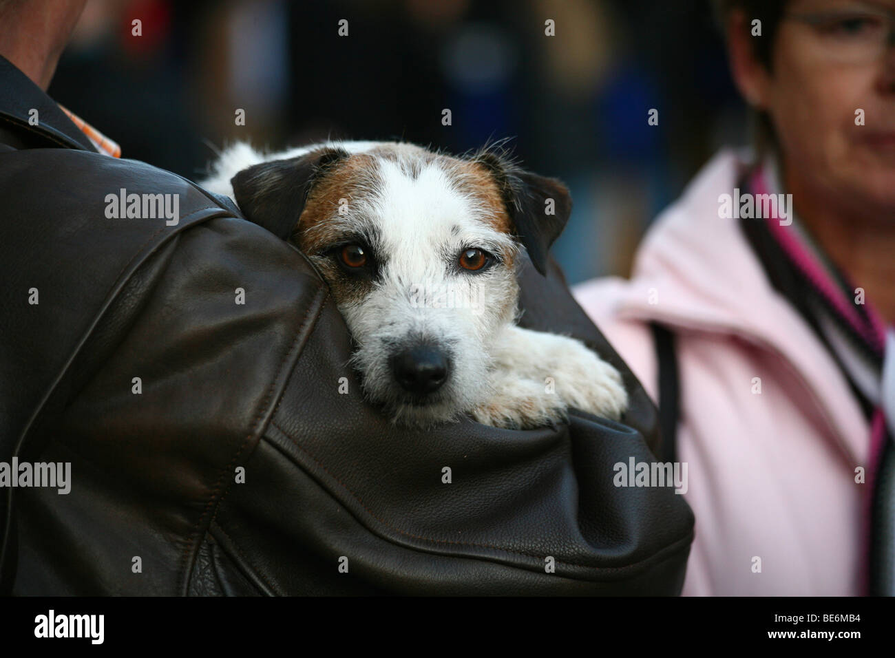 Hund Mensch Arm High Resolution Stock Photography and Images - Alamy